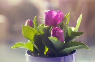 Come coltivare i tulipani a casa in acqua e in vaso