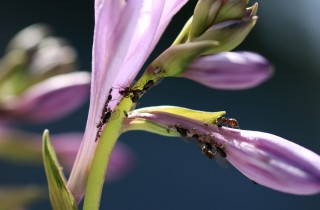 Come eliminare le formiche dalle piante: 9 rimedi casalinghi