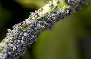 Piante da giardino: come difenderle dagli afidi