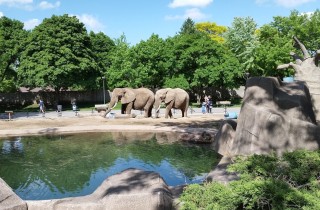 Le visite virtuali agli zoo più belli del mondo