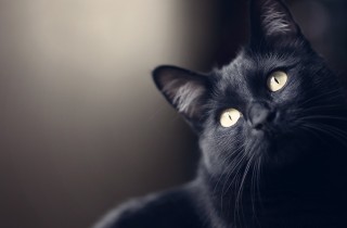 Le razze di gatti neri più famose