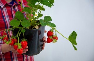 Come coltivare i frutti di bosco in vaso