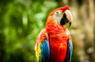 Le razze di pappagalli famose: quali sono e la provenienza