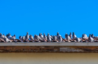 Come allontanare i piccioni dai tetti: 9 rimedi
