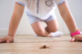 Il bambino ha paura degli insetti, che cosa fare?