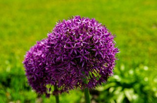 Come coltivare l’aglio ornamentale: 9 consigli utili per l’allium