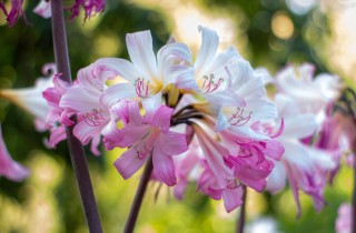 Come coltivare l’amaryllis: 7 consigli utili