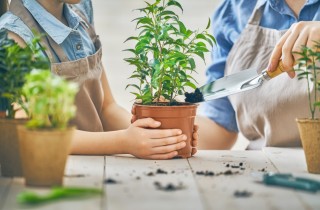 Come curare le piante da esterno in vista dell’autunno: i consigli