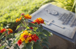 Quali fiori coltivare per il cimitero: i più belli