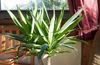 Come coltivare la yucca: 11 consigli utili