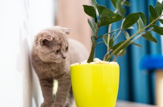 Piante tossiche per i gatti: la lista delle più velenose