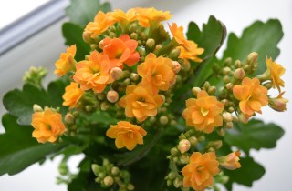 Come curare la kalanchoe: 9 consigli utili per una lunga fioritura