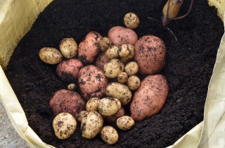Come coltivare le patate nel sacco: 11 consigli utili