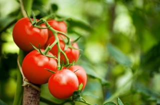 Sognare pomodori rossi: significato del sogno e numeri della Smorfia