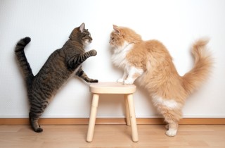 Gatti che litigano per il territorio: cosa fare per evitarlo