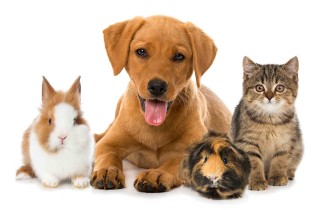 Gli animali domestici più diffusi nel mondo: vincono i cani o i gatti?