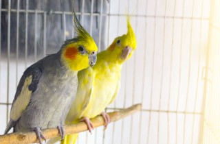 Gabbia per uccelli: come organizzare la dimora del tuo piccolo ospite 