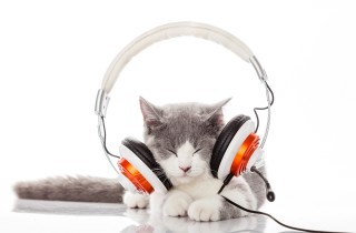 Musica rilassante per gatti, quale scegliere