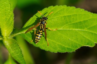 Puntura di vespa: i rimedi naturali contro prurito e dolore