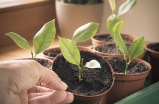 Come piantare semi di limone: un’idea efficace per profumare casa