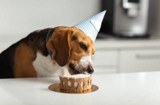 Torta per cani: tante idee per Fido