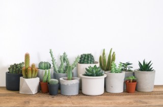 Che cos’è il terriccio per i cactus e come lo puoi fare in casa