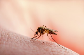 Come proteggersi dalle punture di zanzara e da potenziali malattie gravi
