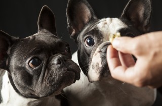 Alimenti per cani: cosa dovrebbe mangiare Fido