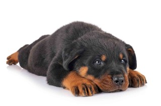 Rottweiler: caratteristiche e aspetto di un cane amatissimo