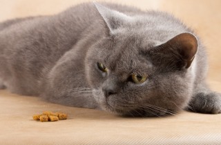 Il gatto non mangia e vomita: cosa fare