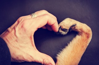 Amore per gli animali: 9 frasi che riconciliano con la natura e il mondo