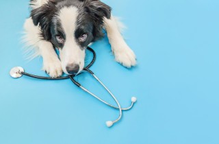 Ricetta elettronica veterinaria, tutto quello che devi sapere
