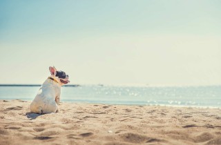 Cosa non deve mancare in una perfetta spiaggia per cani