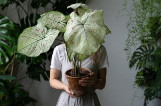 5 piante da esterno facili da curare