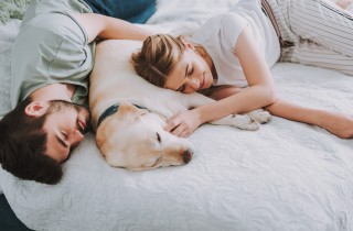 Quanto dormono i cani durante il giorno?