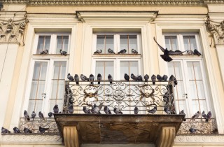Come tenere lontani i piccioni dai balconi