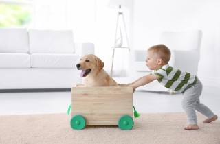 Bambini e cani, come prevenire gli incidenti?