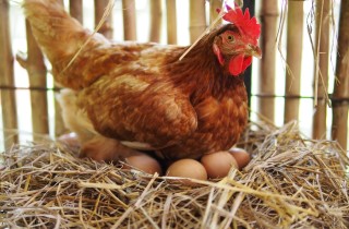 Razze galline ovaiole: quali allevare nel nostro giardino