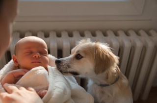 Cane e neonati, come preparare il cucciolo all'arrivo di un bambino