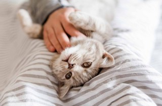 Sognare un gattino, il significato che non ti aspetti