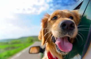 Cane in auto: come rendere il viaggio in macchina senza stress per Fido