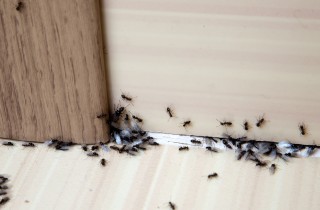 Cosa significa sognare formiche