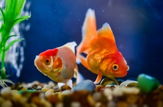 Nomi per pesci rossi: come chiamare i nostri pets acquatici?