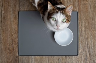 Ogni quanto cambiare l'acqua nella ciotola del gatto?