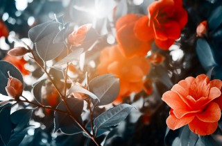 Quali fiori coltivare per San Valentino: 5 idee particolari