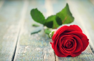 Perché si regalano le rose a San Valentino?