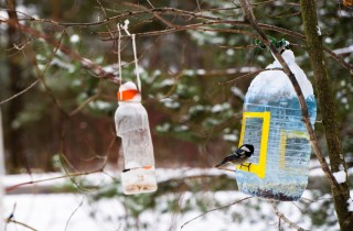 Mangiatoia per uccelli fai da te con la bottiglia di plastica: come farla