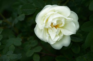 Rosa bianca e amore, il significato dei fiori da conoscere