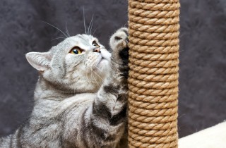 Tiragraffi gatti fai da te originale: il tutorial