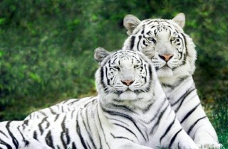 Sognare una tigre bianca che attacca: cosa significa